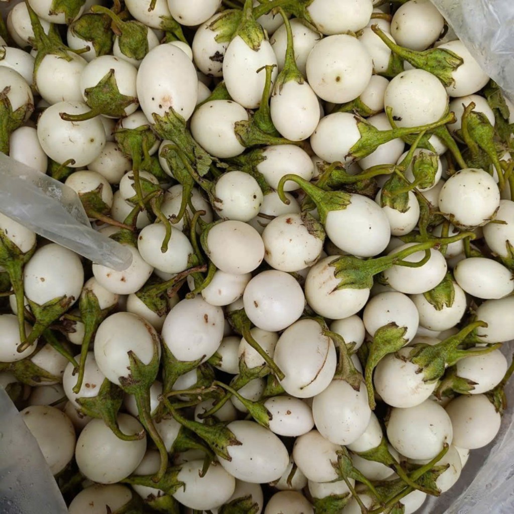 Hạt giống cà pháo trắng F1 cao sản Thái Lan