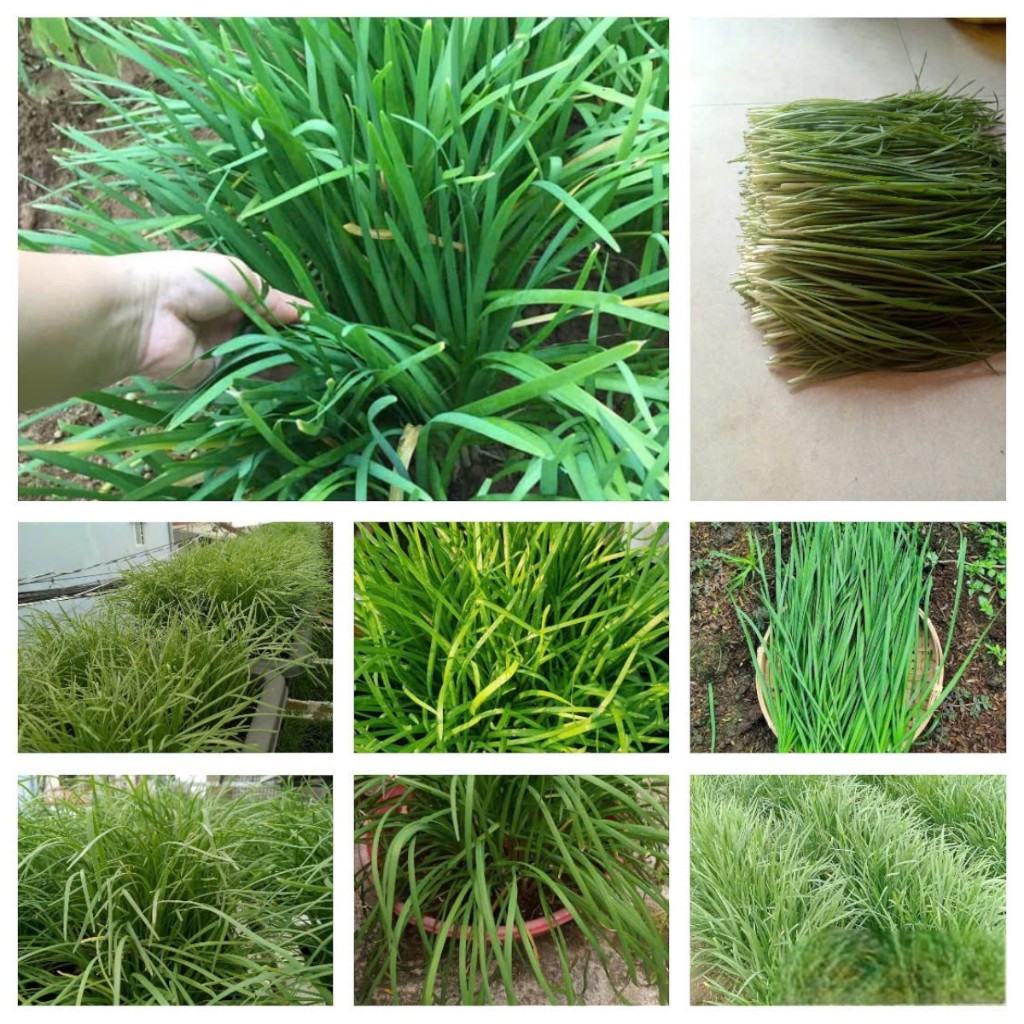Hạt Giống Hẹ Xanh Cao Sản – Dễ Trồng, Nảy Mầm Khỏe, Thu Hoạch Liên Tục