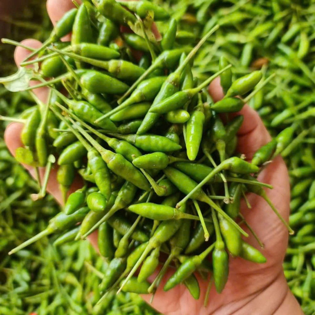 Hạt Giống Ớt Xiêm Xanh – Trái Nhỏ, Cay Đậm, Thu Hoạch Liên Tục