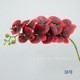 cành hoa Lan cao su 9b thanh nhã