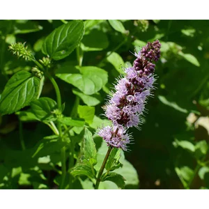 TINH DẦU HOẮC HƯƠNG (PATCHOULI) 50mL 100mL