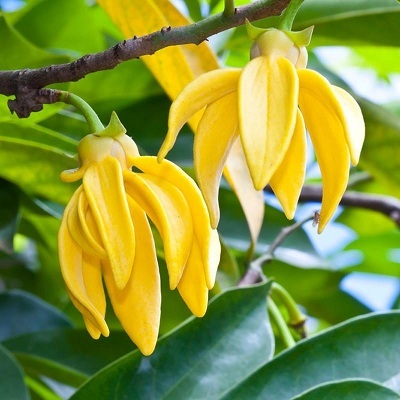 TINH DẦU NGỌC LAN TÂY (YLANG YLANG)