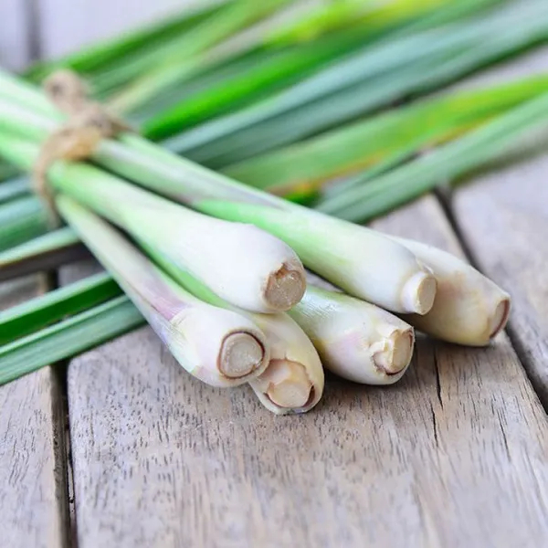 TINH DẦU SẢ CHANH (LEMONGRASS)