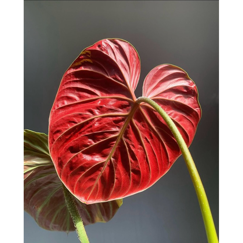 King l Philodendron verrucosum "Amazon Sunset" | King l | Shopee  Vit Nam