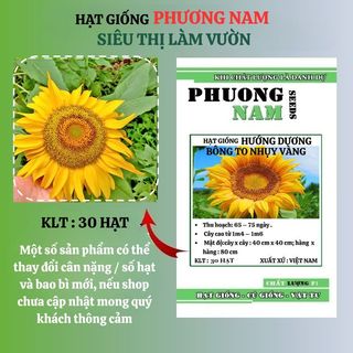 30 Hạt - Hạt Giống Hoa Hướng Dương Bông To Nhụy Vàng Phương Nam