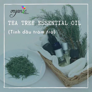 TINH DẦU TRÀM TRÀ (TEA TREE) 50mL 100mL
