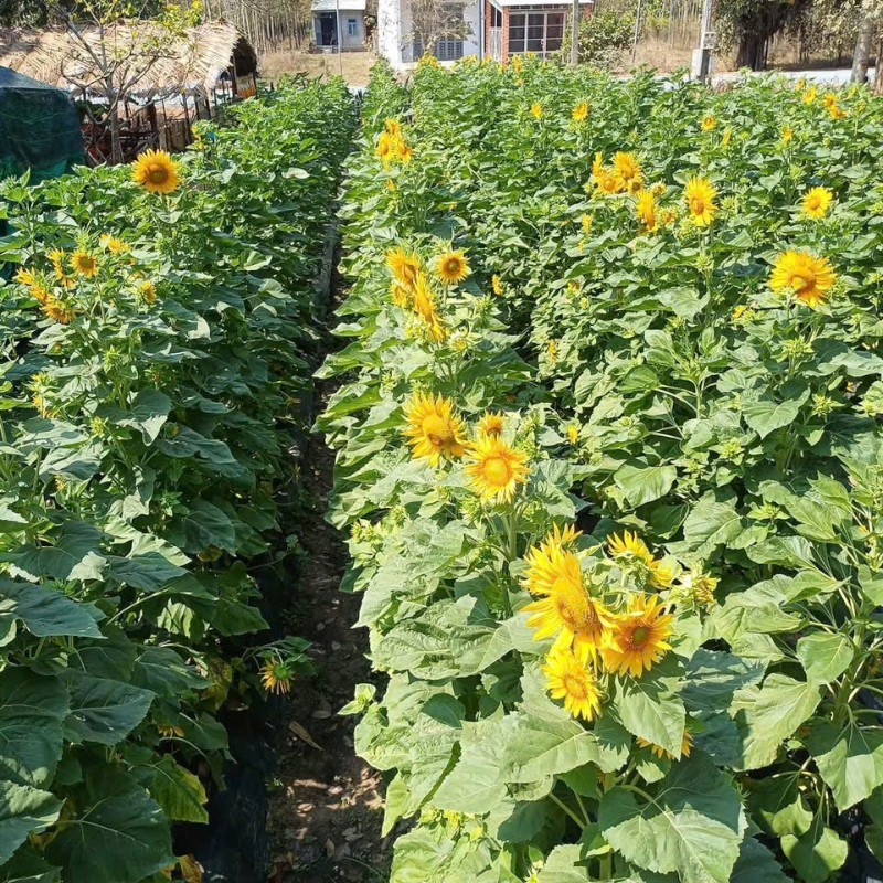 HẠT GIỐNG HOA HƯỚNG DƯƠNG NHIỀU BÔNG CỰC DỄ TRÔNG