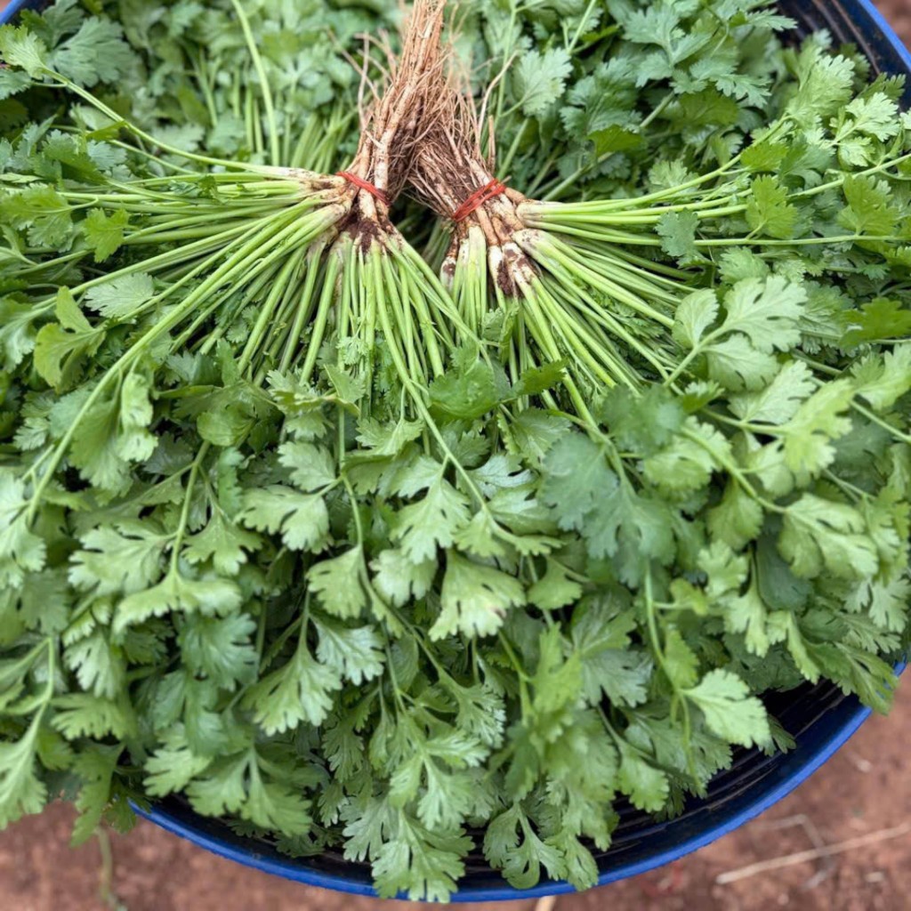 Hạt Giống Mùi Ta Cao Sản – Dễ Trồng, Thơm Ngon, Nảy Mầm Khỏe