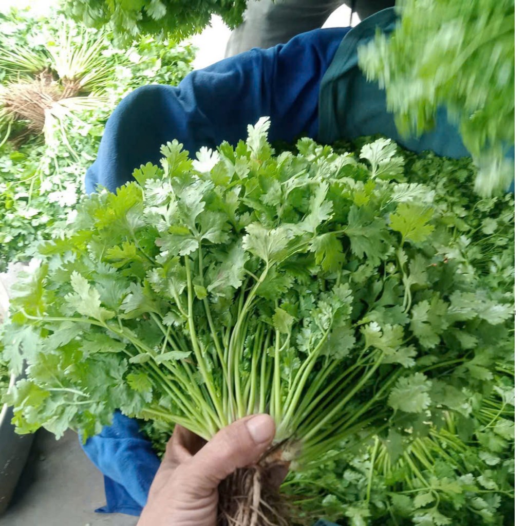 Hạt Giống Mùi Ta Cao Sản – Dễ Trồng, Thơm Ngon, Nảy Mầm Khỏe