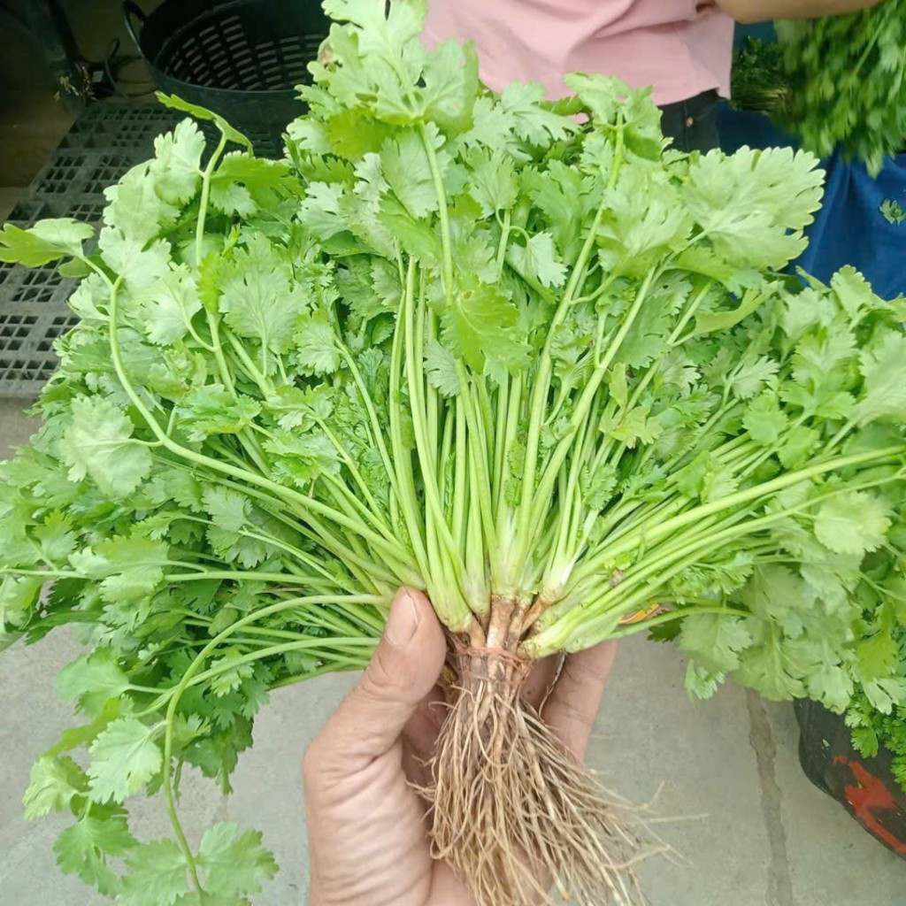 Hạt Giống Mùi Ta Cao Sản – Dễ Trồng, Thơm Ngon, Nảy Mầm Khỏe