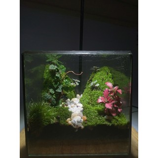 Terrarium set up sẵn " Vĩnh Thanh Cảnh " Quà tặng ý nghĩa  dịp 1/6