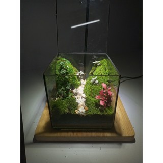 Terrarium set up sẵn " Vĩnh Thanh Cảnh " Quà tặng ý nghĩa  dịp 1/6