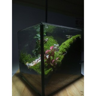 Terrarium set up sẵn " Vĩnh Thanh Cảnh " Quà tặng ý nghĩa  dịp 1/6