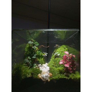 Terrarium set up sẵn " Vĩnh Thanh Cảnh " Quà tặng ý nghĩa  dịp 1/6