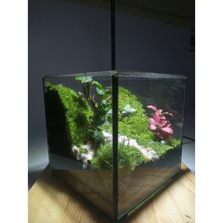 Terrarium set up sẵn " Vĩnh Thanh Cảnh " Quà tặng ý nghĩa  dịp 1/6