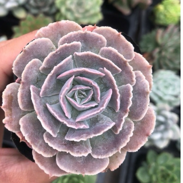 sen đá bắp cải light purple, size bầu 5-7cm. Lỗi 1 đổi 1