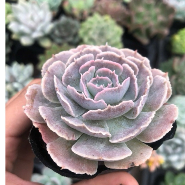 sen đá bắp cải light purple, size bầu 5-7cm. Lỗi 1 đổi 1