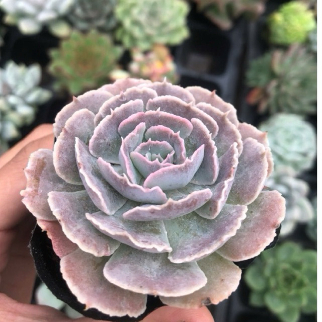 sen đá bắp cải light purple, size bầu 5-7cm. Lỗi 1 đổi 1