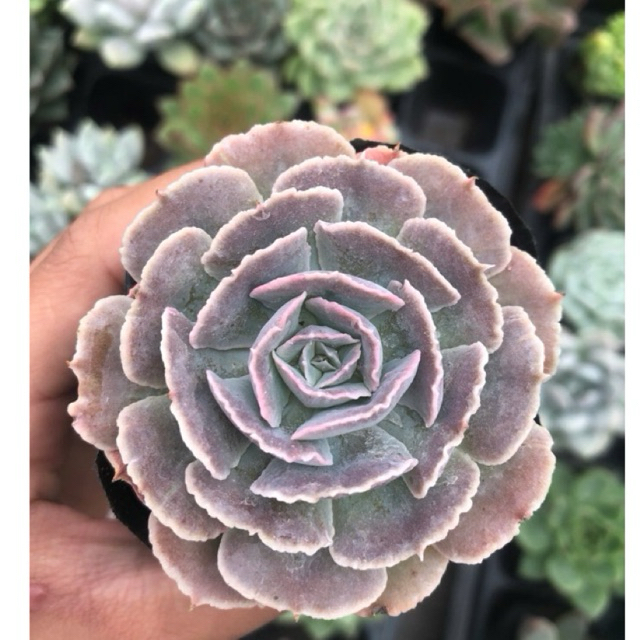 sen đá bắp cải light purple, size bầu 5-7cm. Lỗi 1 đổi 1