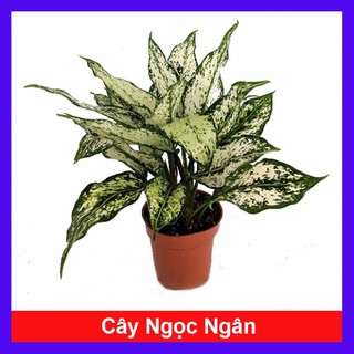 Cây Ngọc Ngân - chậu cây cảnh phong thủy Cây lọc không khí Cây trang trí nhà cửa văn phòng