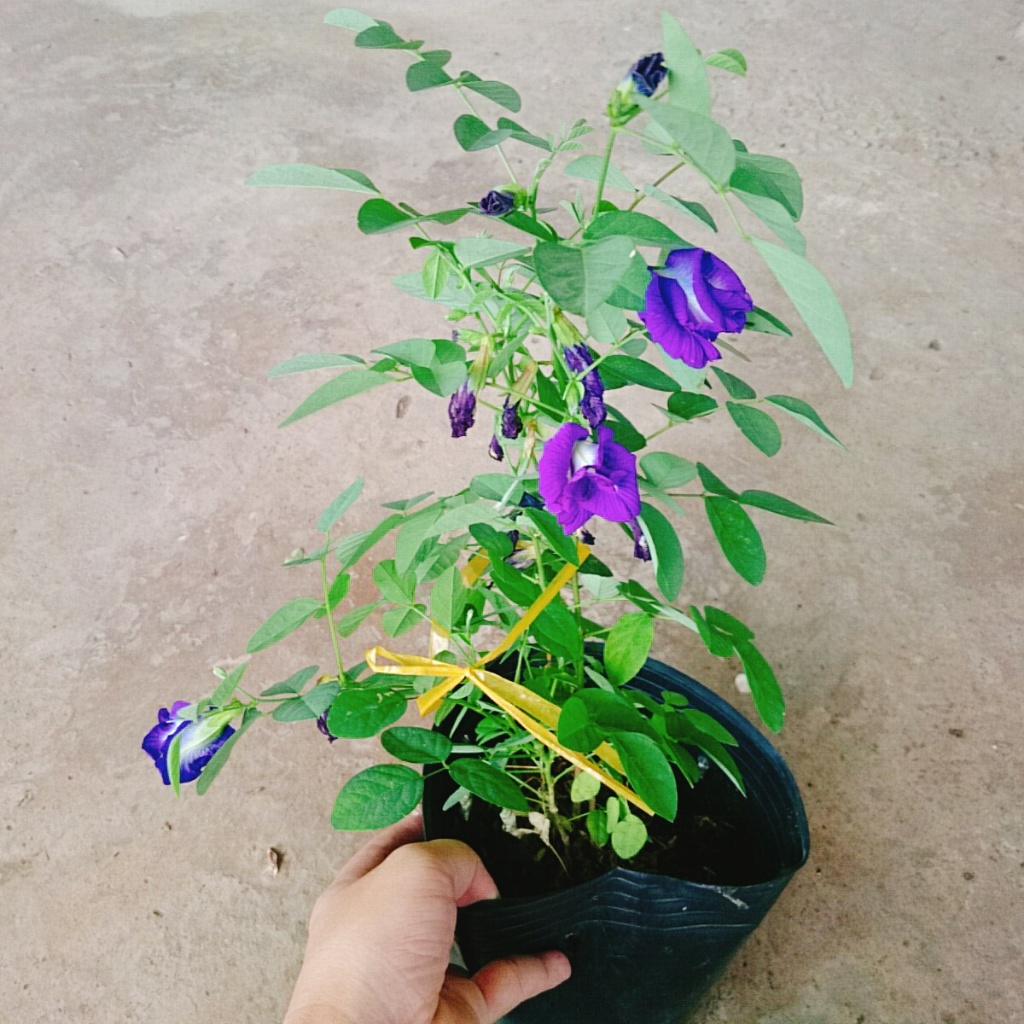 Cây Hoa Đậu Biếc - chậu cây cảnh sân vườn