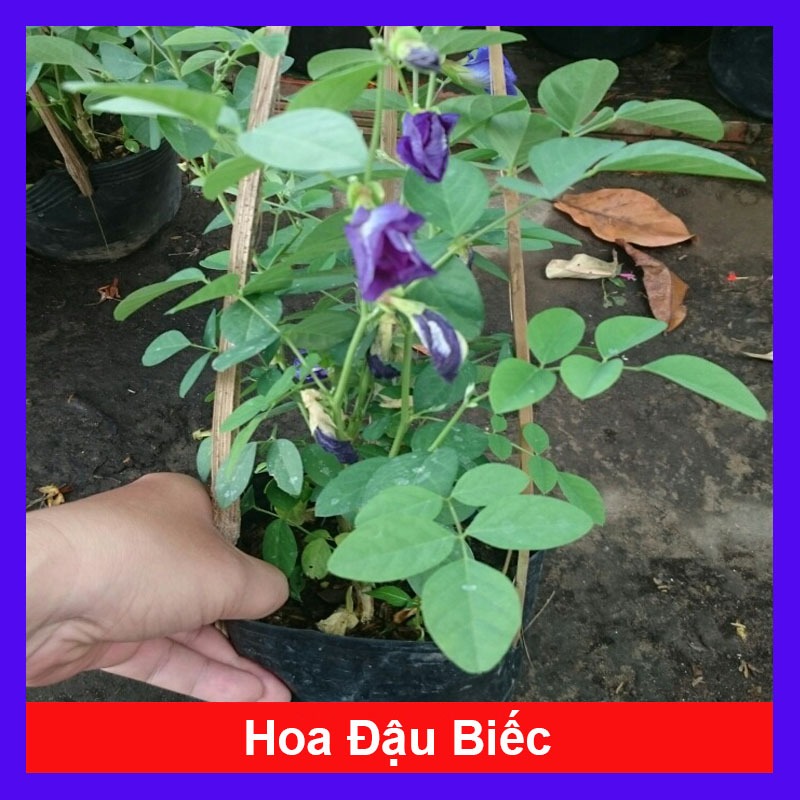 Cây Hoa Đậu Biếc - chậu cây cảnh sân vườn