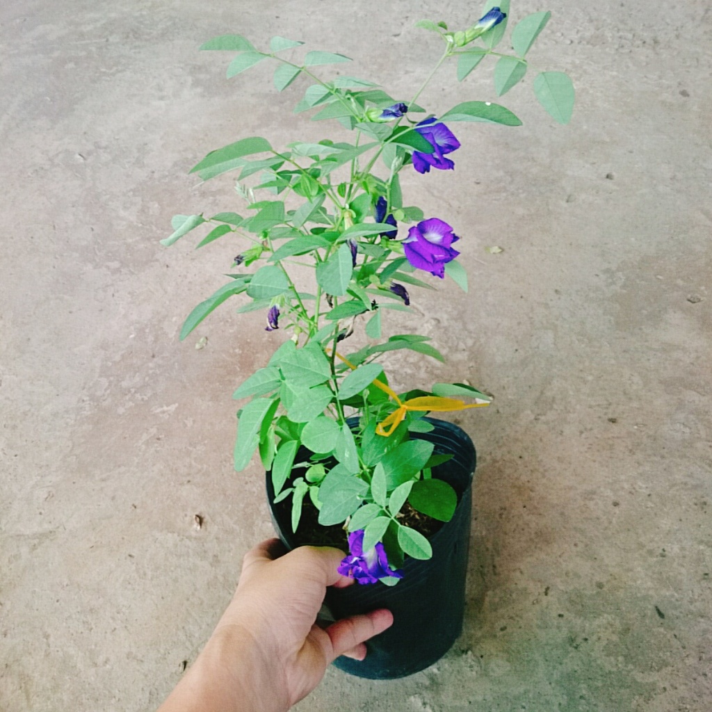 Cây Hoa Đậu Biếc - chậu cây cảnh sân vườn