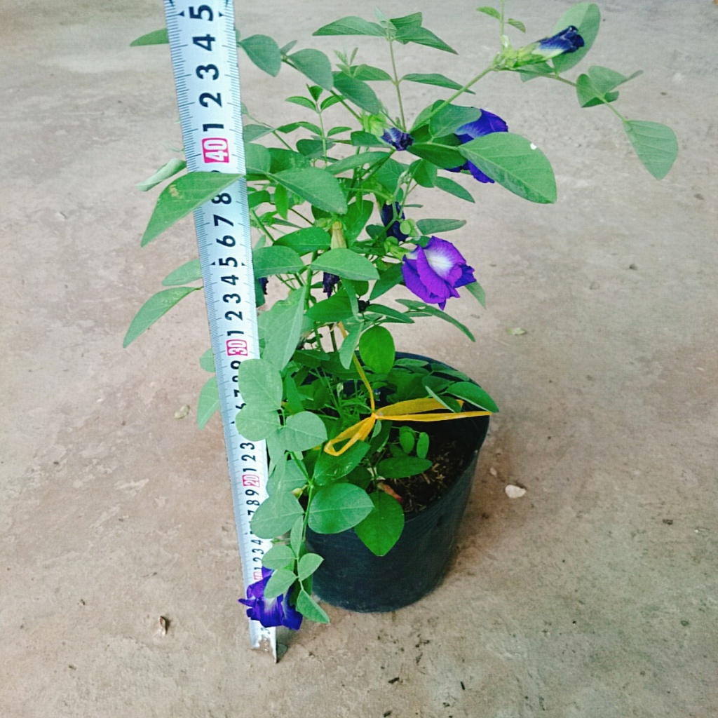 Cây Hoa Đậu Biếc - chậu cây cảnh sân vườn