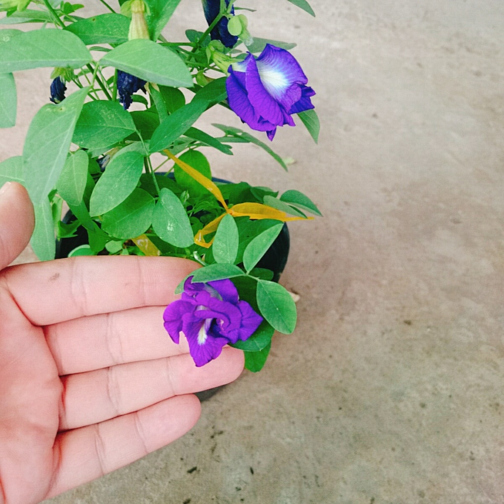 Cây Hoa Đậu Biếc - chậu cây cảnh sân vườn