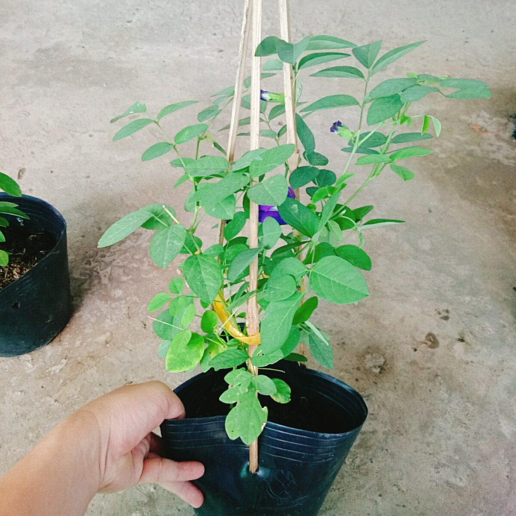 Cây Hoa Đậu Biếc - chậu cây cảnh sân vườn