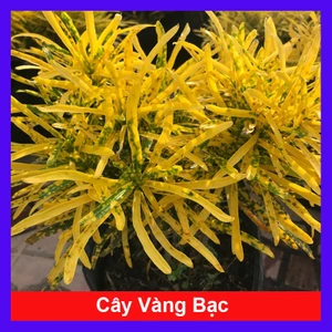 Cây vàng bạc (lá nhỏ) - chậu cây lá màu sao nhái