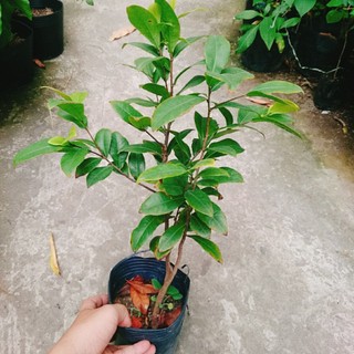 Cây Mai Vàng - chậu cây cảnh sân vườn