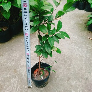Cây Mai Vàng - chậu cây cảnh sân vườn
