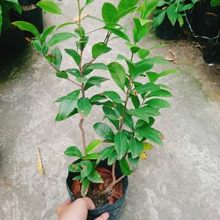 Cây Mai Vàng - chậu cây cảnh sân vườn