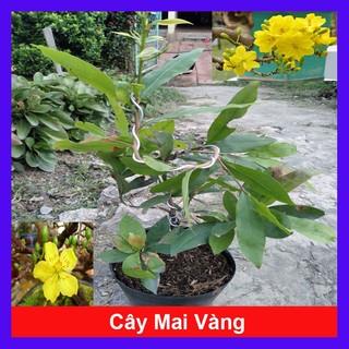 Cây Mai Vàng - chậu cây cảnh sân vườn