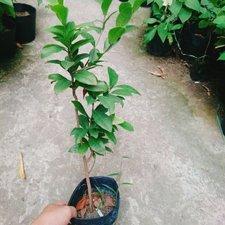 Cây Mai Vàng - chậu cây cảnh sân vườn