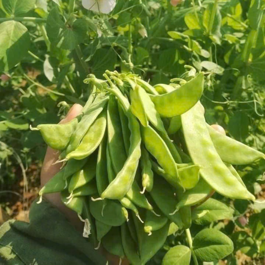Hạt Giống Đậu Hà Lan Siêu Trái( Ăn Trái) | Năng Suất Lớn, Thu Hoạch Liên Tục