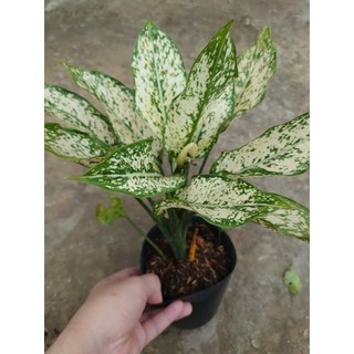 Cây Ngọc Ngân - chậu cây cảnh phong thủy Cây lọc không khí Cây trang trí nhà cửa văn phòng