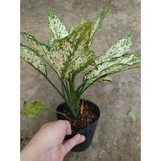 Cây Ngọc Ngân - chậu cây cảnh phong thủy Cây lọc không khí Cây trang trí nhà cửa văn phòng