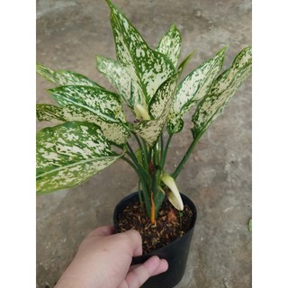 Cây Ngọc Ngân - chậu cây cảnh phong thủy Cây lọc không khí Cây trang trí nhà cửa văn phòng