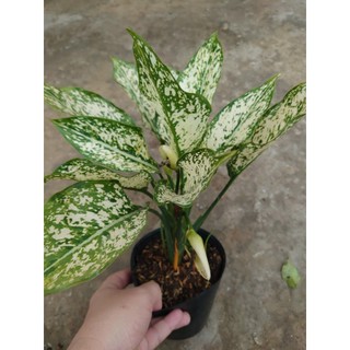 Cây Ngọc Ngân - chậu cây cảnh phong thủy Cây lọc không khí Cây trang trí nhà cửa văn phòng