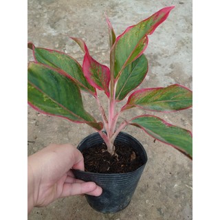 CÂY PHÚ QUÝ - chậu cây cảnh để bàn - cây cảnh trong nhà