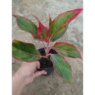CÂY PHÚ QUÝ - chậu cây cảnh để bàn - cây cảnh trong nhà