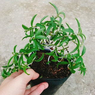 Cây Ổi Lá Kim Bonsai - chậu cây ăn quả bonsai xinh xắn