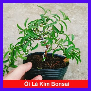 Cây Ổi Lá Kim Bonsai - chậu cây ăn quả bonsai xinh xắn