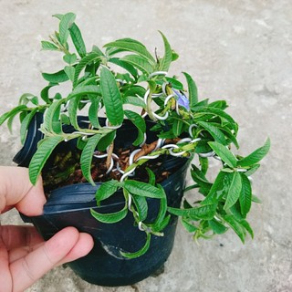 Cây Ổi Lá Kim Bonsai - chậu cây ăn quả bonsai xinh xắn