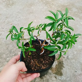 Cây Ổi Lá Kim Bonsai - chậu cây ăn quả bonsai xinh xắn
