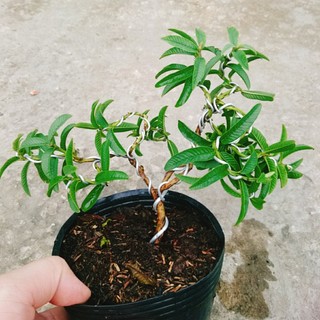 Cây Ổi Lá Kim Bonsai - chậu cây ăn quả bonsai xinh xắn