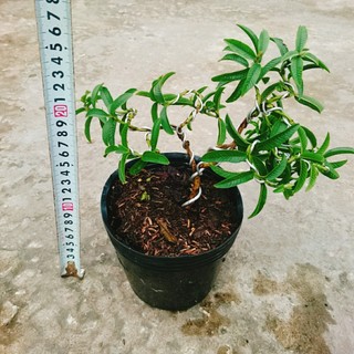 Cây Ổi Lá Kim Bonsai - chậu cây ăn quả bonsai xinh xắn