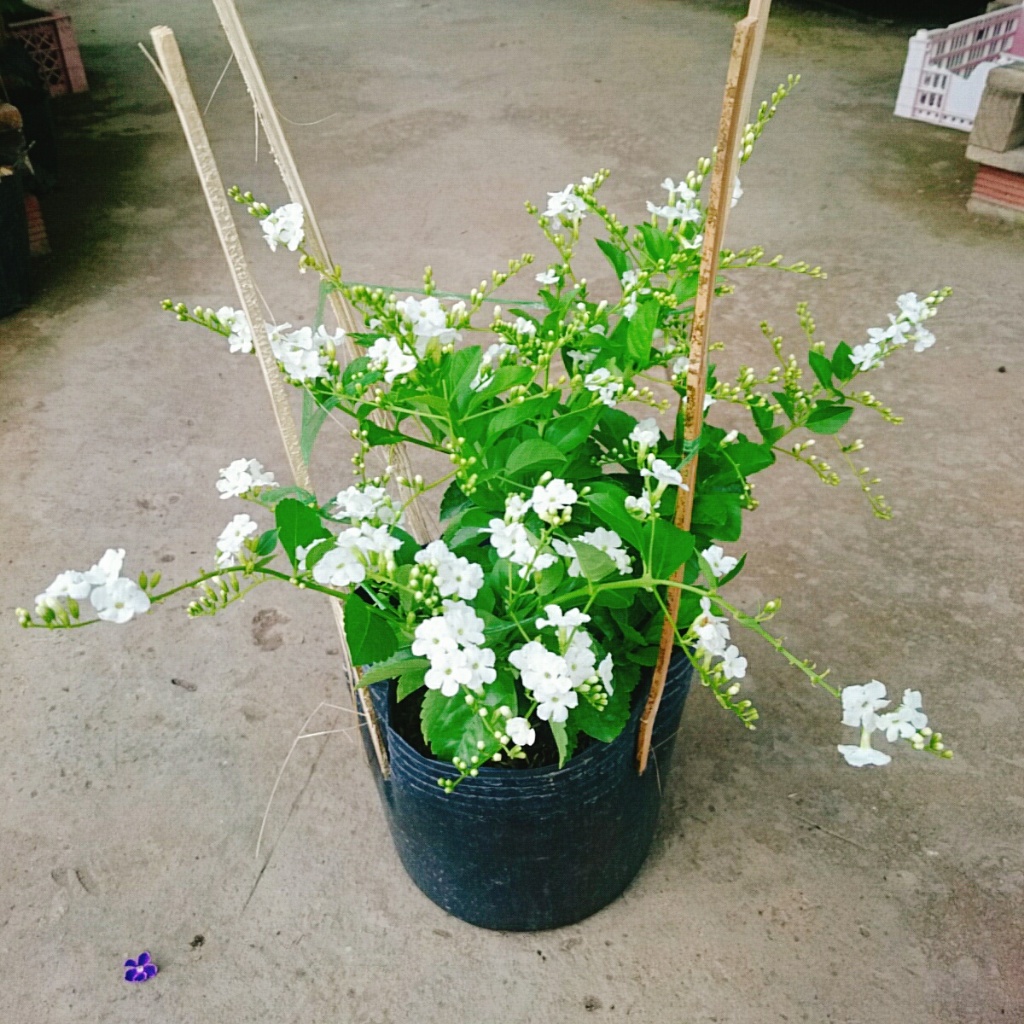 Cây Chuỗi Ngọc Trắng - chậu cây chuỗi ngọc thái siêu bông